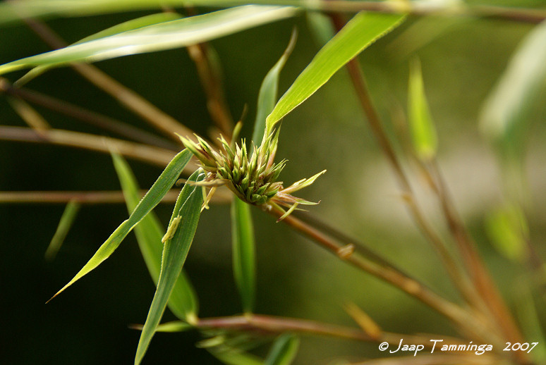 Bloeiende bamboe